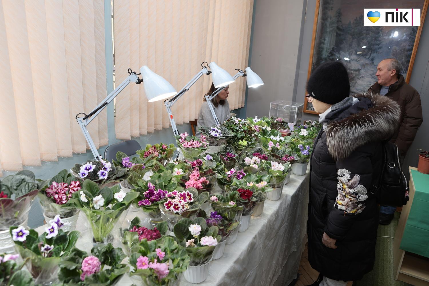 Краса посеред зими: у Франківську відкрилася виставка фіалок та кактусів (ФОТО) 3 G71A9236 resize