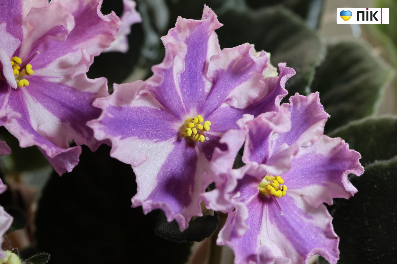 Краса посеред зими: у Франківську відкрилася виставка фіалок та кактусів (ФОТО) 9 G71A9267 resize