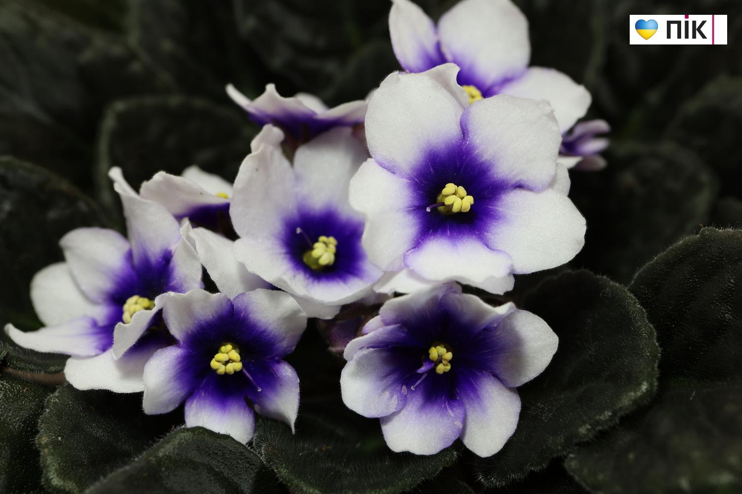 Краса посеред зими: у Франківську відкрилася виставка фіалок та кактусів (ФОТО) 10 G71A9317 resize