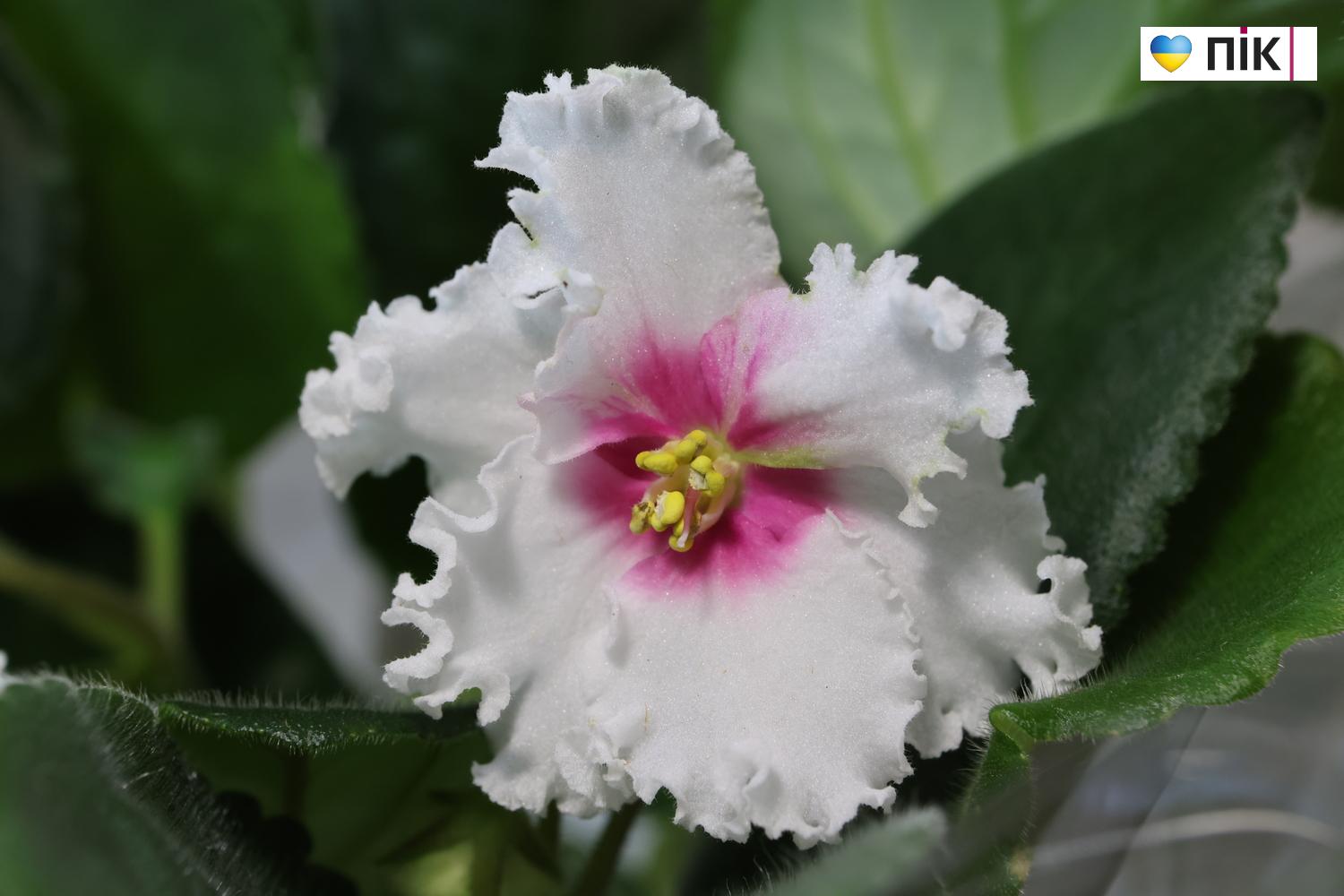 Краса посеред зими: у Франківську відкрилася виставка фіалок та кактусів (ФОТО) 13 G71A9420 resize 1