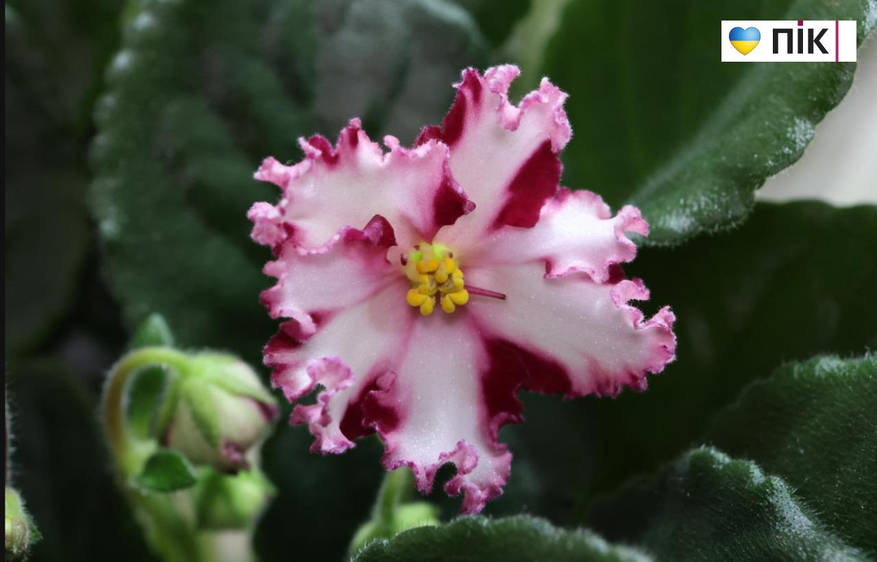 У Франківську триває благодійна виставка фіалок та кактусів (ФОТО) 21 5280939397886972345