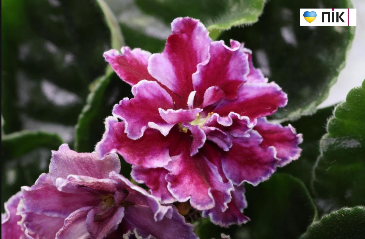 У Франківську триває благодійна виставка фіалок та кактусів (ФОТО) 20 5280939397886972346