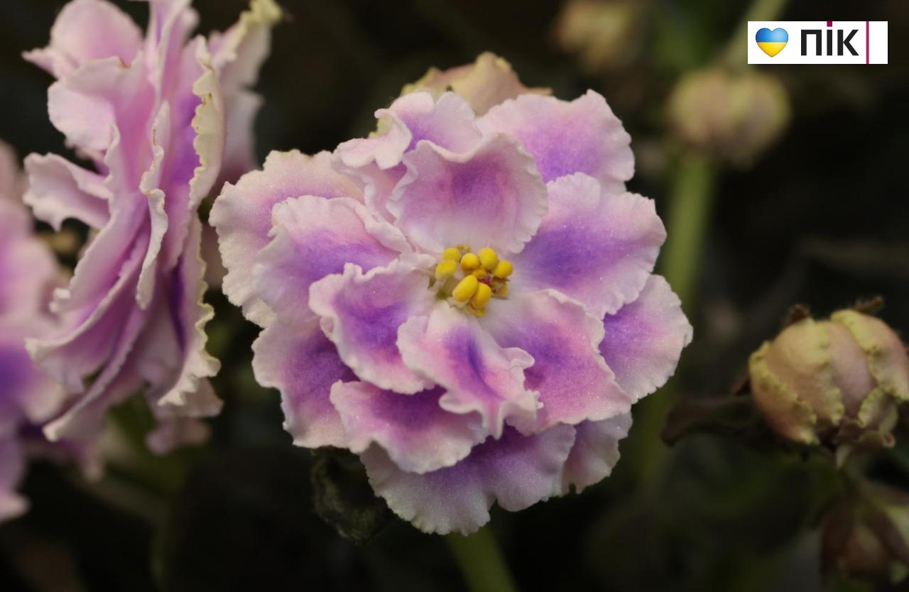 У Франківську триває благодійна виставка фіалок та кактусів (ФОТО) 19 5280939397886972348