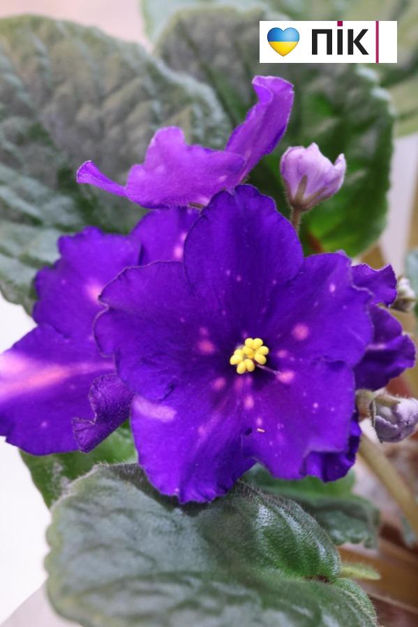 У Франківську триває благодійна виставка фіалок та кактусів (ФОТО) 18 5280939397886972350