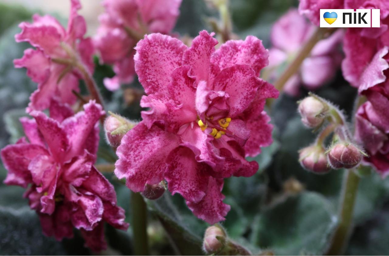 У Франківську триває благодійна виставка фіалок та кактусів (ФОТО) 17 5280939397886972351