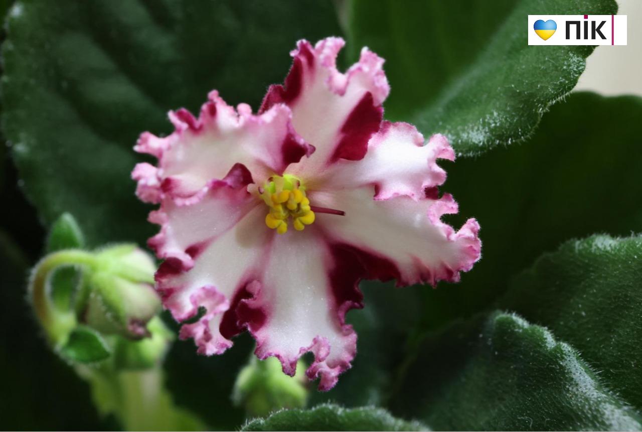 У Франківську триває благодійна виставка фіалок та кактусів (ФОТО) 16 5280939397886972353