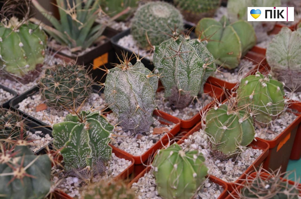 У Франківську триває благодійна виставка фіалок та кактусів (ФОТО) 13 5280939397886972357