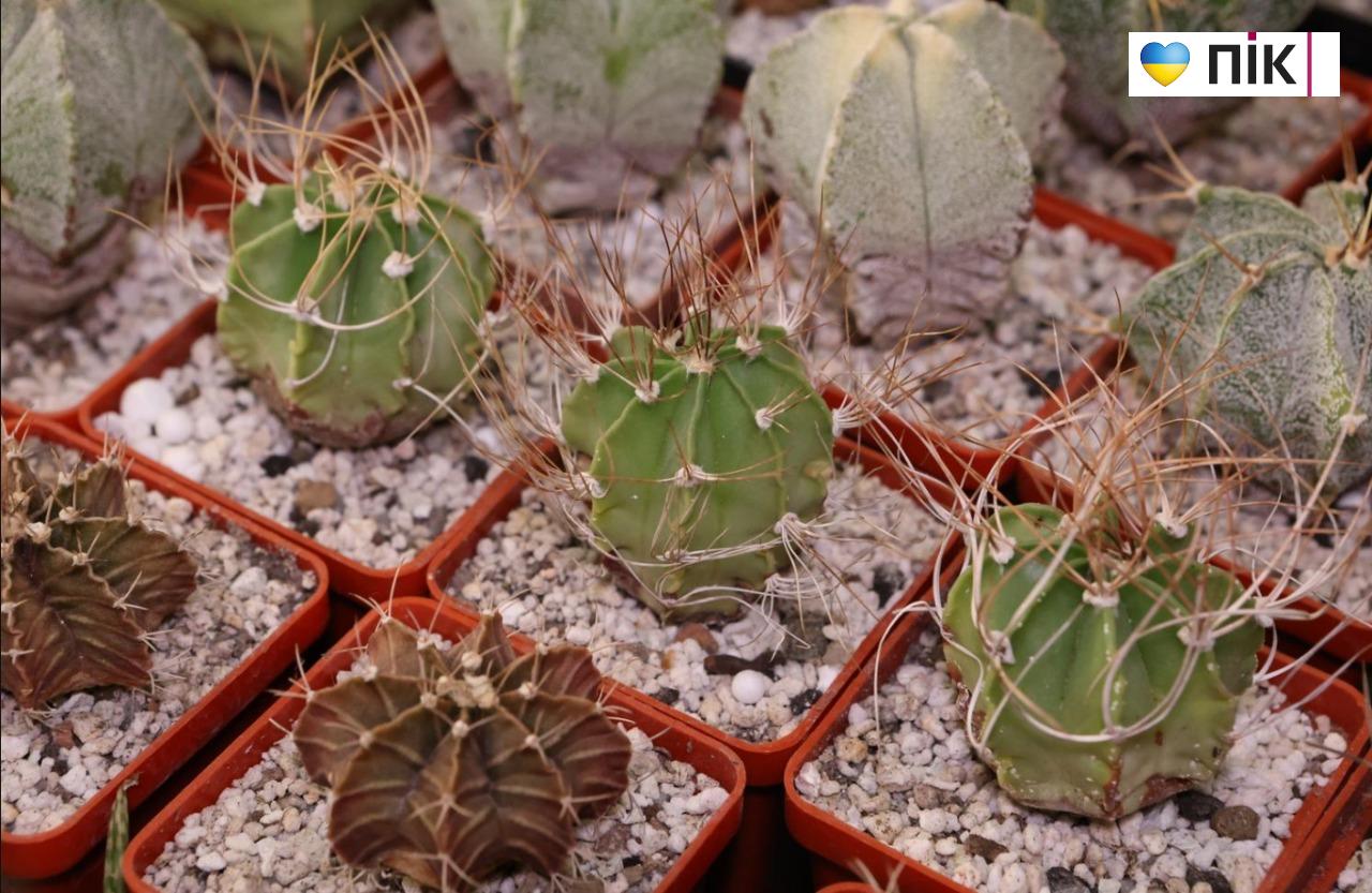 У Франківську триває благодійна виставка фіалок та кактусів (ФОТО) 12 5280939397886972358