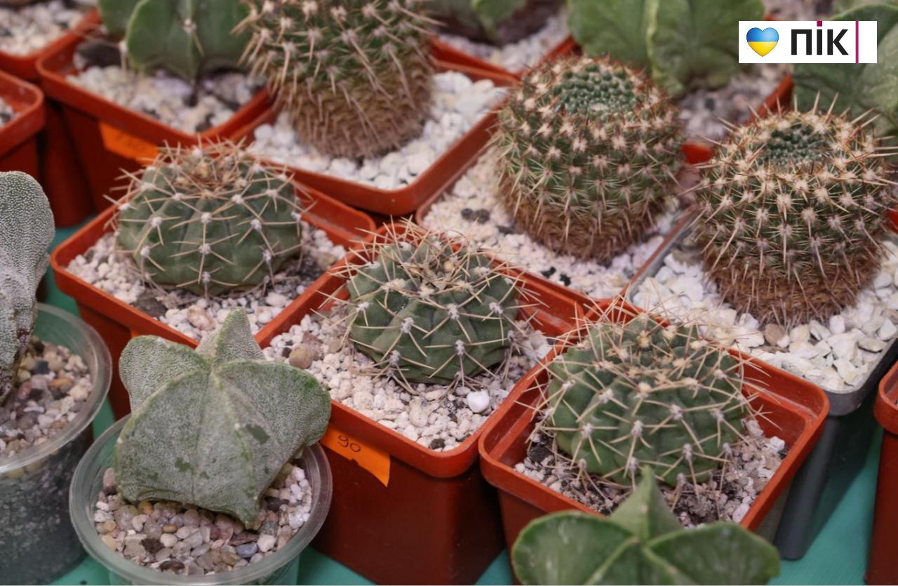 У Франківську триває благодійна виставка фіалок та кактусів (ФОТО) 11 5280939397886972361