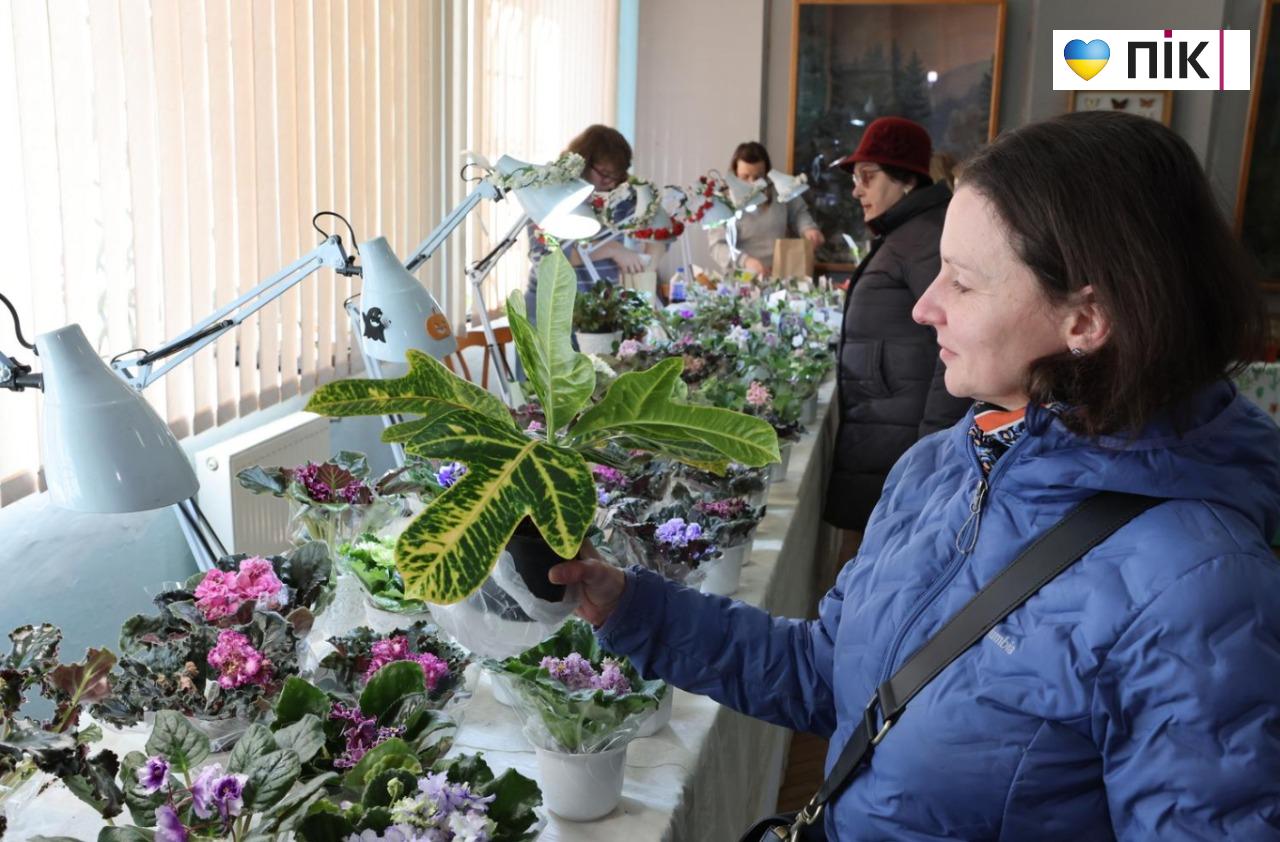 У Франківську триває благодійна виставка фіалок та кактусів (ФОТО) 10 5280939397886972362
