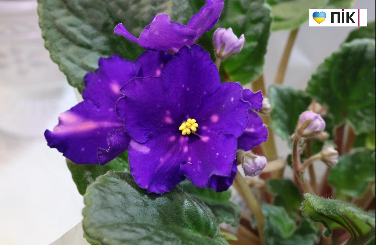 У Франківську триває благодійна виставка фіалок та кактусів (ФОТО) 8 5280939397886972367