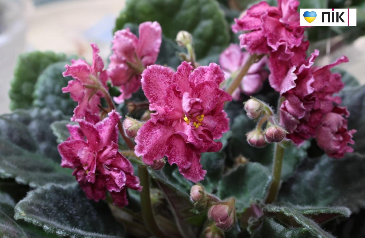 У Франківську триває благодійна виставка фіалок та кактусів (ФОТО) 7 5280939397886972369