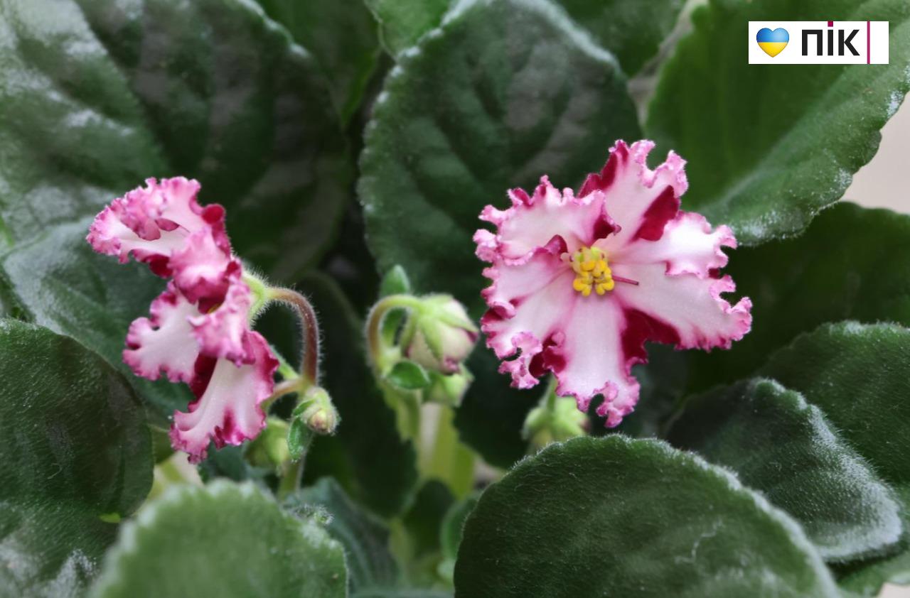 У Франківську триває благодійна виставка фіалок та кактусів (ФОТО) 6 5280939397886972370