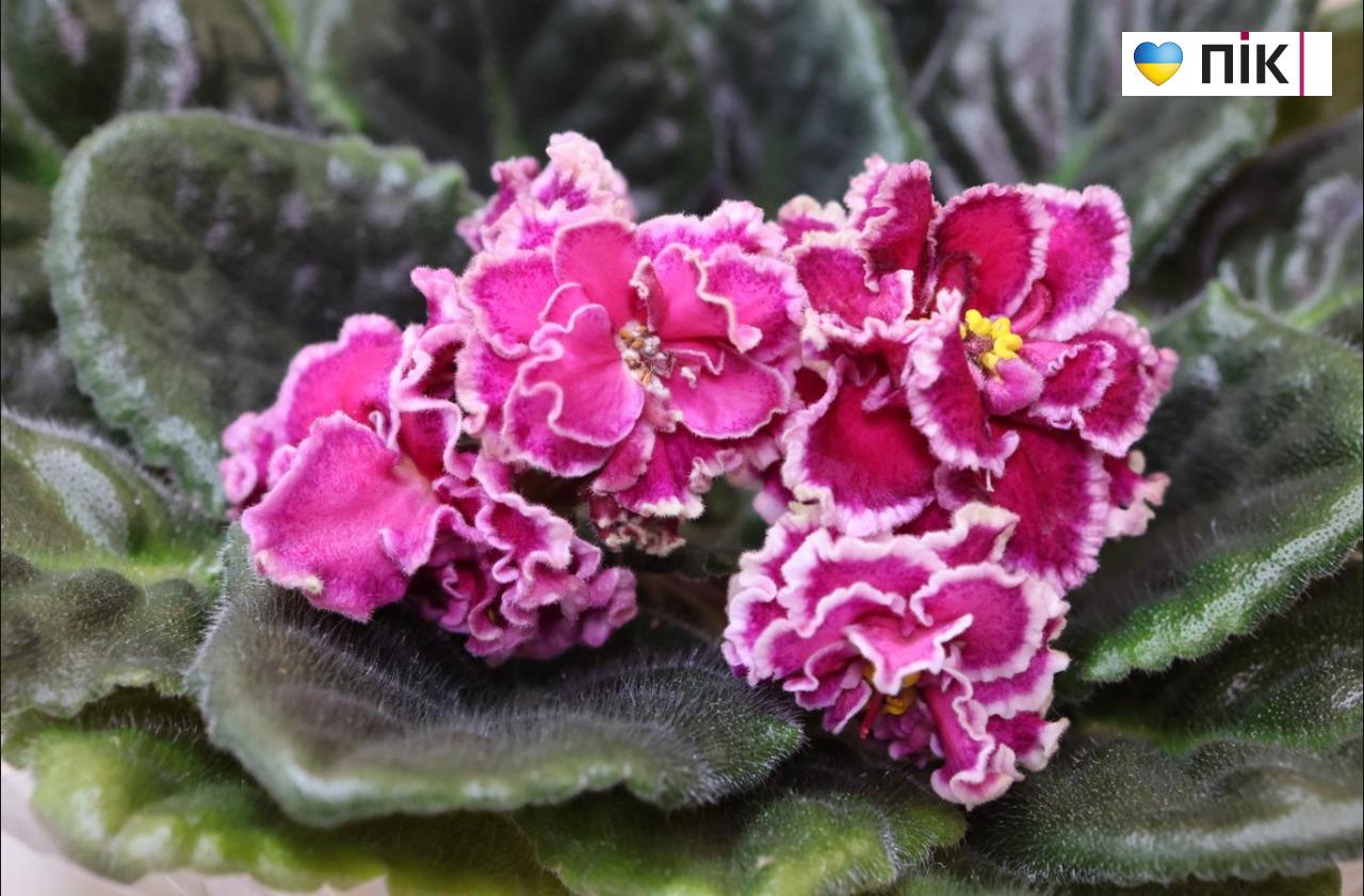 У Франківську триває благодійна виставка фіалок та кактусів (ФОТО) 5 5280939397886972372