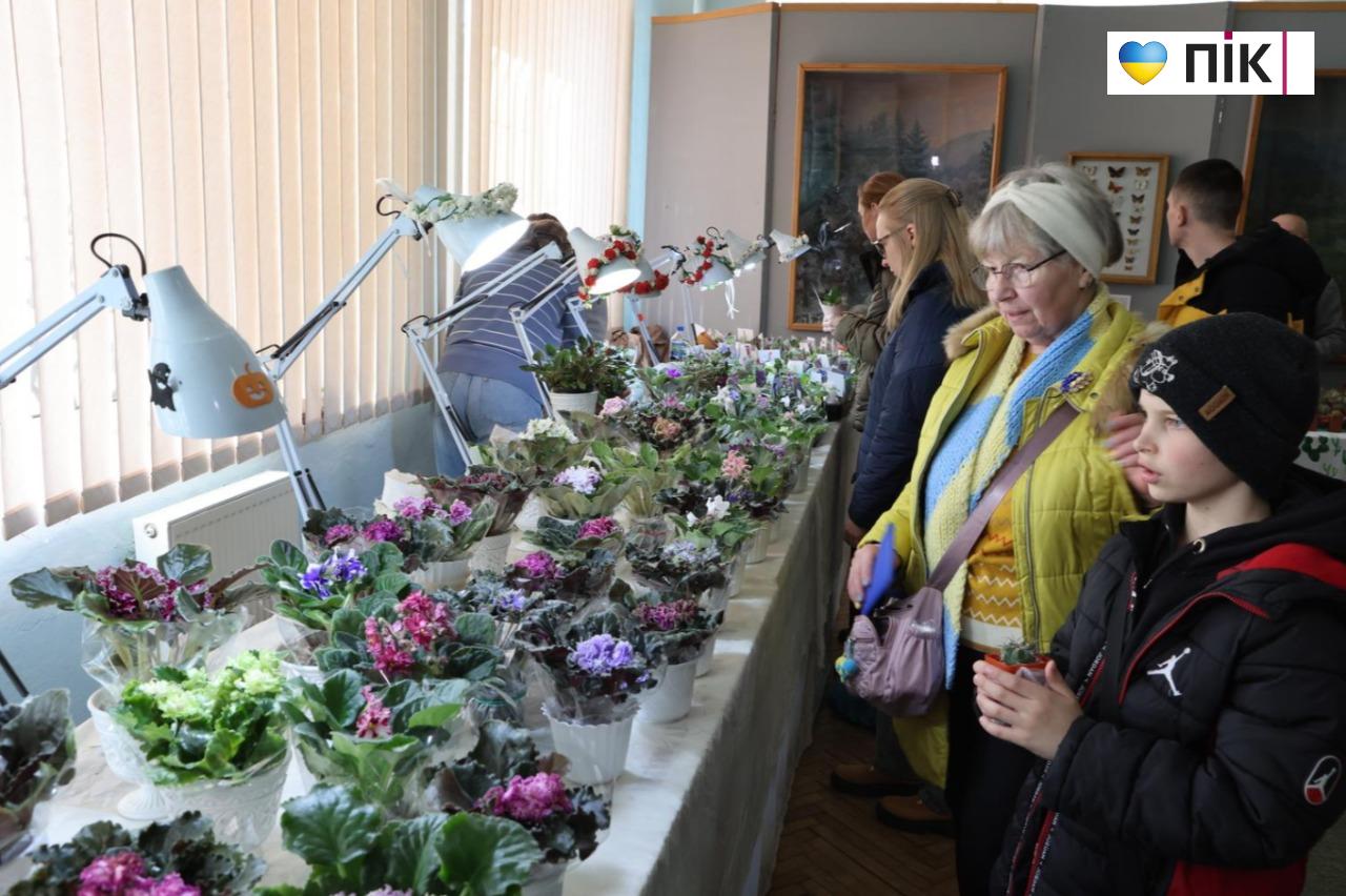 У Франківську триває благодійна виставка фіалок та кактусів (ФОТО) 4 5280939397886972377