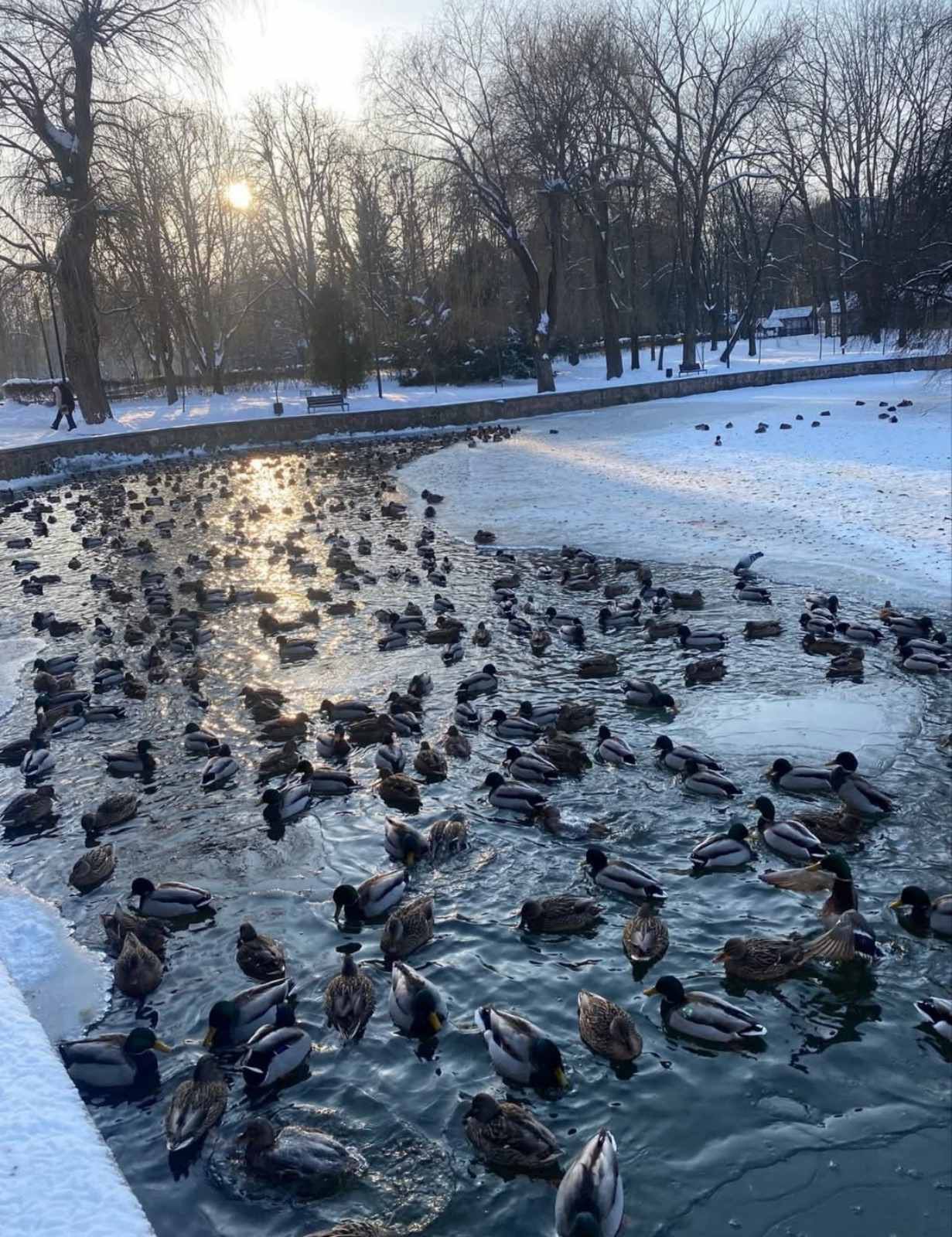 Чому "зацвіло" озеро в Івано-Франківську (ФОТО) 656474639 1344310064391703 6959955119723520413 n