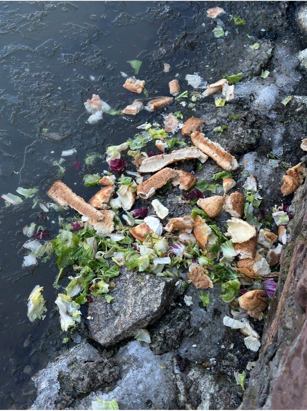 Чому "зацвіло" озеро в Івано-Франківську (ФОТО) 657176211 1344309947725048 8825684956459144082 n