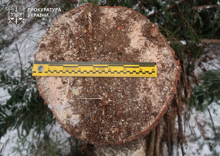 На Верховинщині викрили "чорних лісорубів": обвинувальні акти скерували до суду 5 660119443 977992571241357 4330512977349025517 n