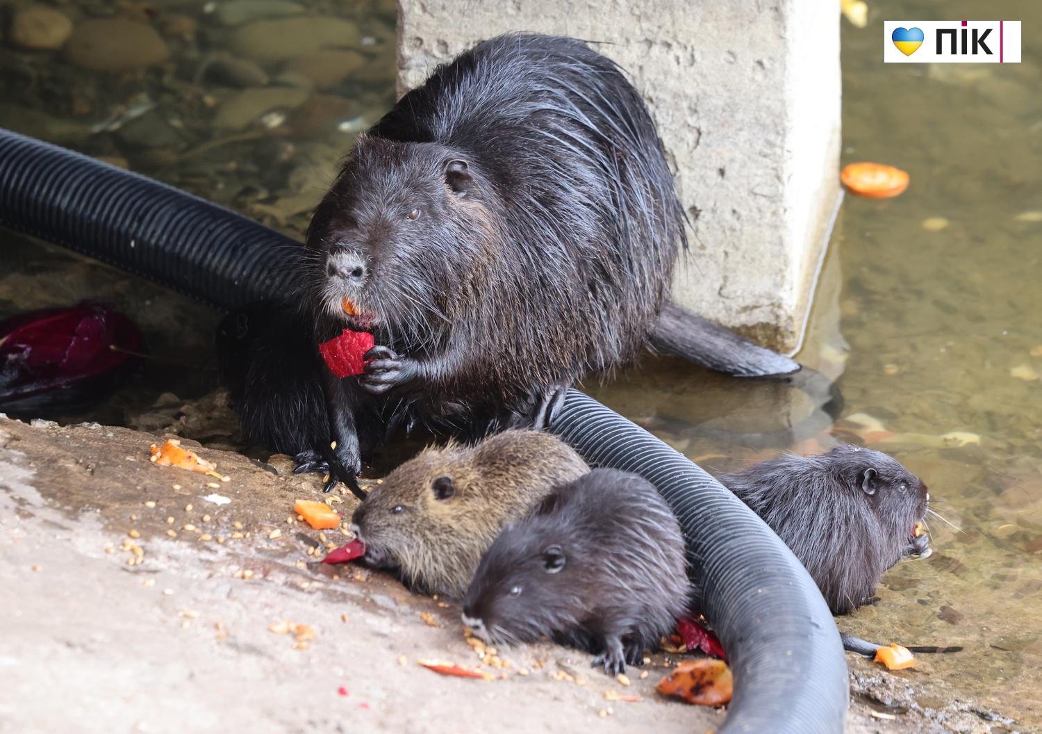 Нутрії: маленькі та великі жителі на міському озері у Франківську (ФОТО) 12 G71A5255 resize