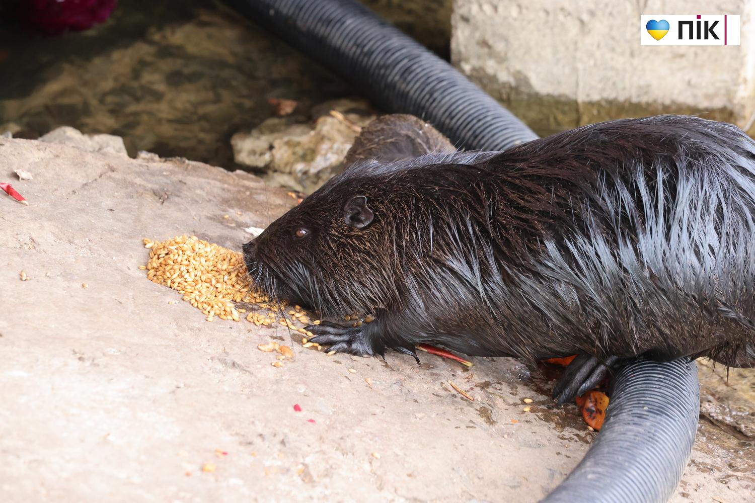 Нутрії: маленькі та великі жителі на міському озері у Франківську (ФОТО) 15 G71A5447 resize