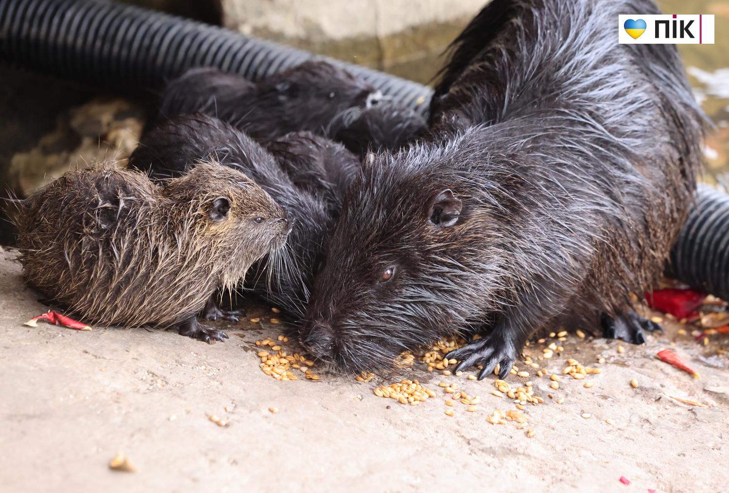 Нутрії: маленькі та великі жителі на міському озері у Франківську (ФОТО) 14 G71A5819 resize