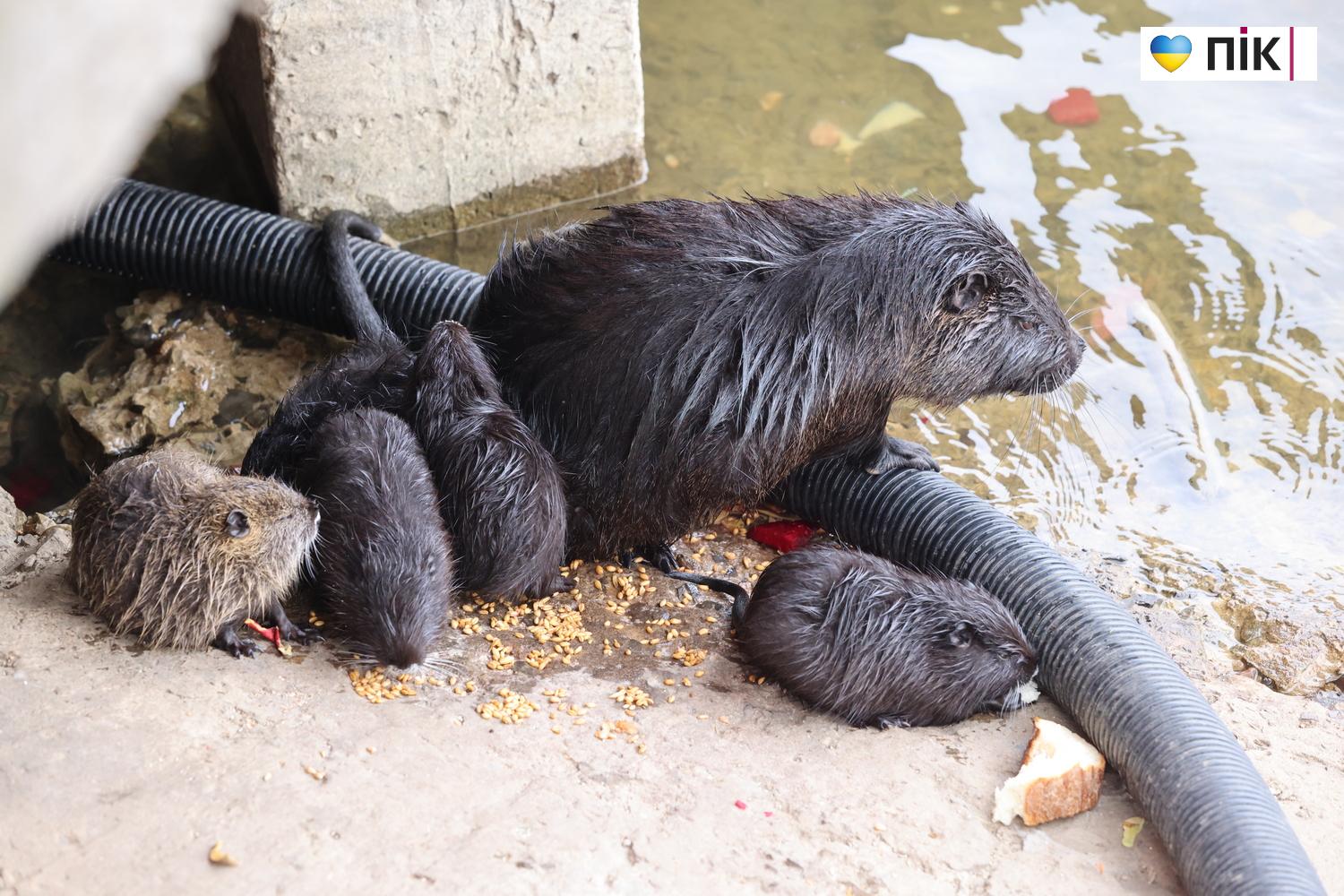 Нутрії: маленькі та великі жителі на міському озері у Франківську (ФОТО) 13 G71A5884 resize