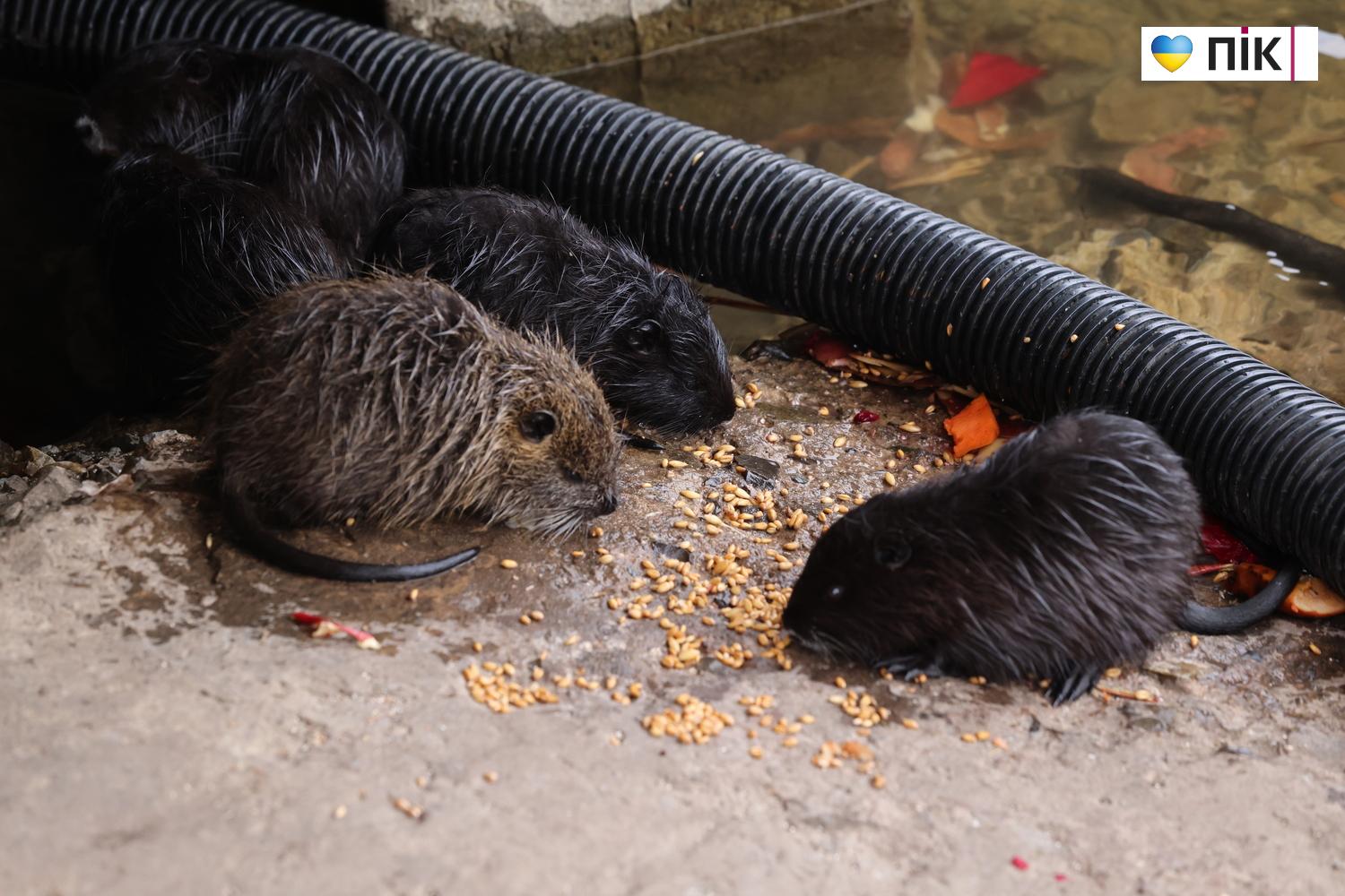 Нутрії: маленькі та великі жителі на міському озері у Франківську (ФОТО) 11 G71A5906 resize