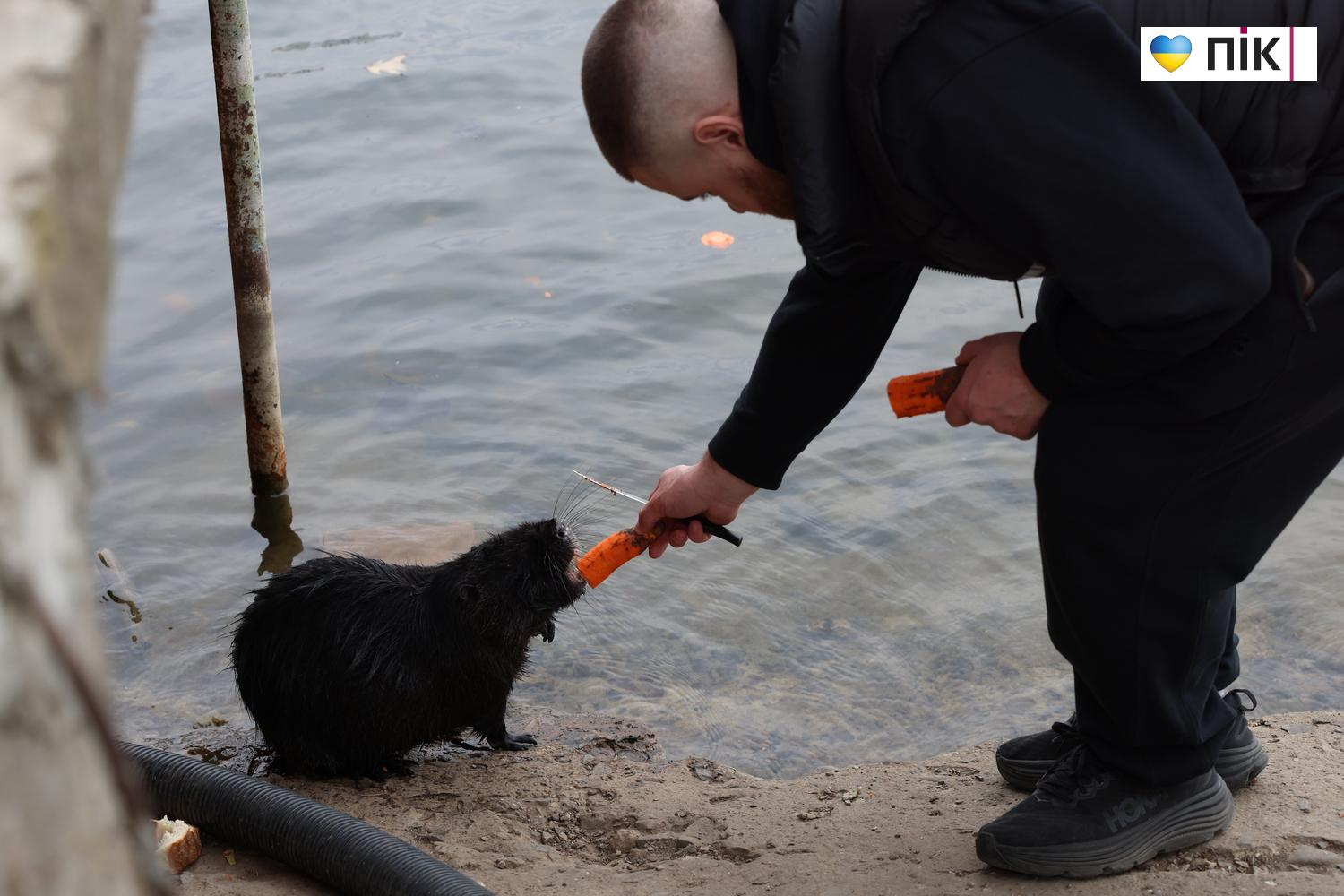 Нутрії: маленькі та великі жителі на міському озері у Франківську (ФОТО) 10 G71A5937 resize