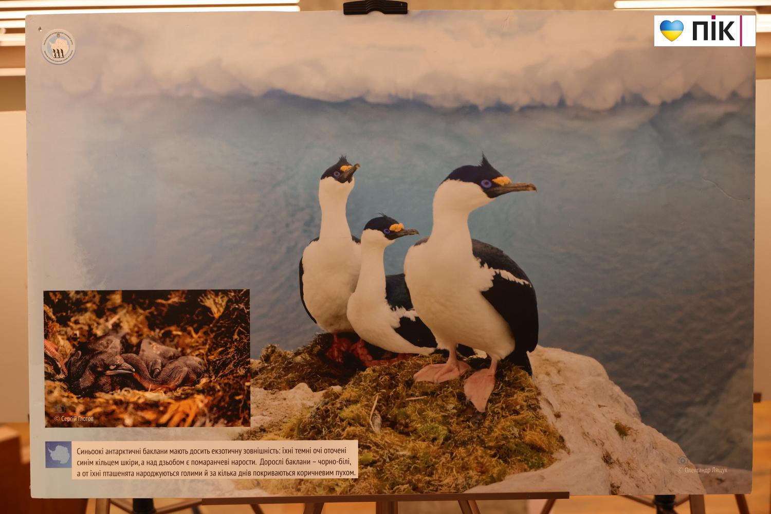 У Франківську вперше презентували виставку про життя українських полярників (ФОТО) 17 G71A5964 resize