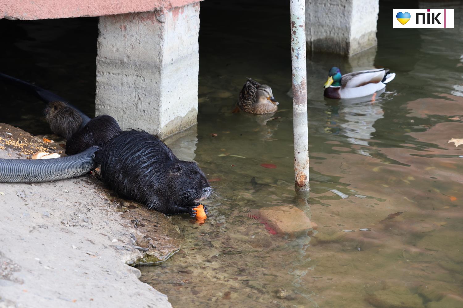 Нутрії: маленькі та великі жителі на міському озері у Франківську (ФОТО) 17 G71A5966 resize