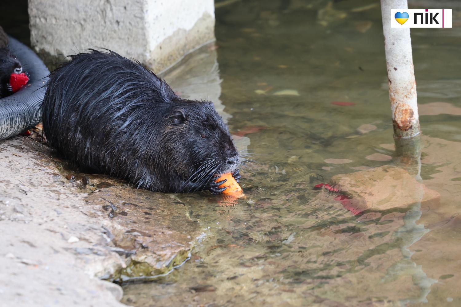 Нутрії: маленькі та великі жителі на міському озері у Франківську (ФОТО) 18 G71A6006 resize