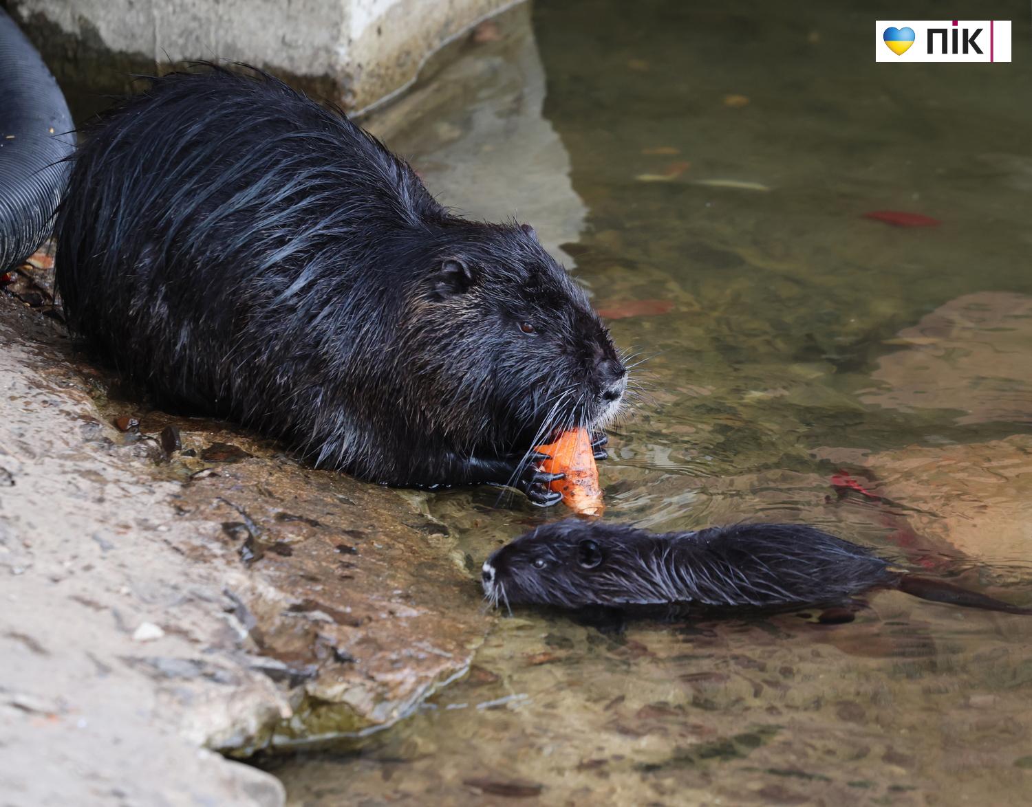 Нутрії: маленькі та великі жителі на міському озері у Франківську (ФОТО) 19 G71A6117 resize