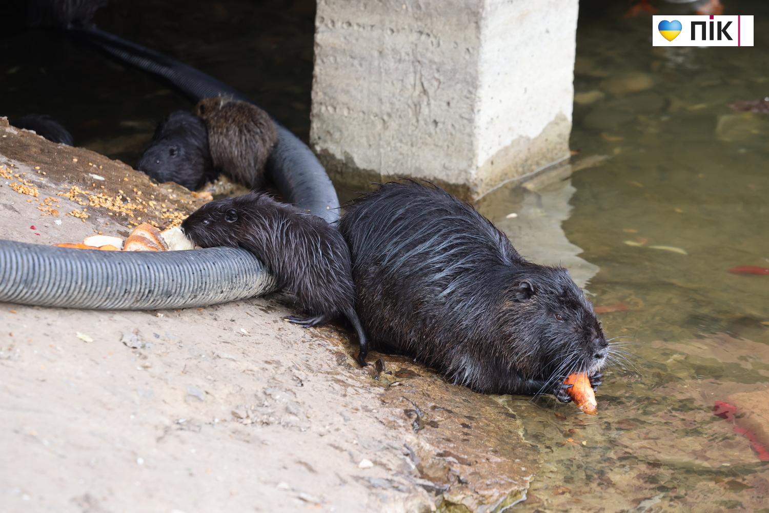 Нутрії: маленькі та великі жителі на міському озері у Франківську (ФОТО) 20 G71A6155 resize