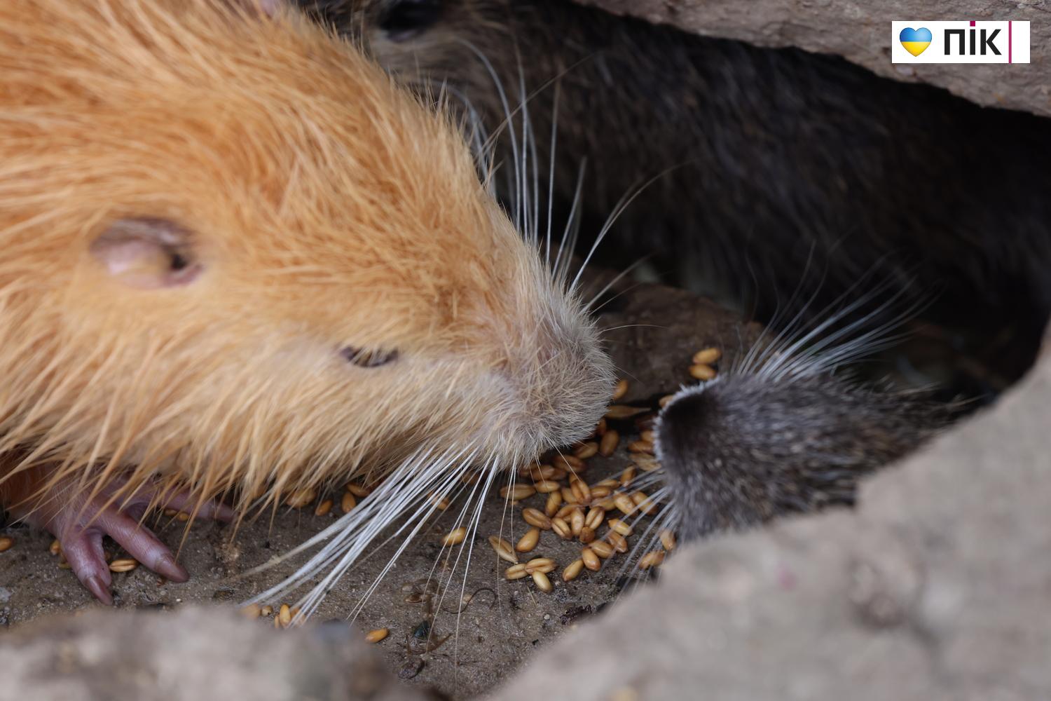 Нутрії: маленькі та великі жителі на міському озері у Франківську (ФОТО) 8 G71A6261 resize