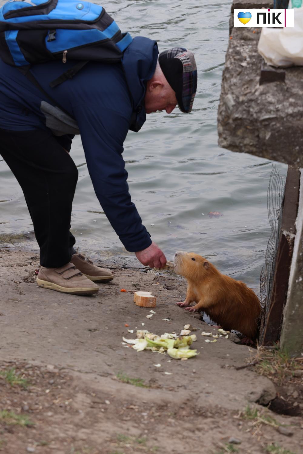 Нутрії: маленькі та великі жителі на міському озері у Франківську (ФОТО) 22 G71A6335 resize