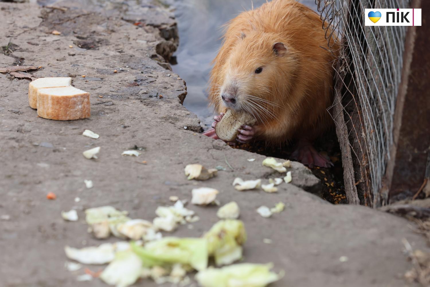 Нутрії: маленькі та великі жителі на міському озері у Франківську (ФОТО) 21 G71A6363 resize