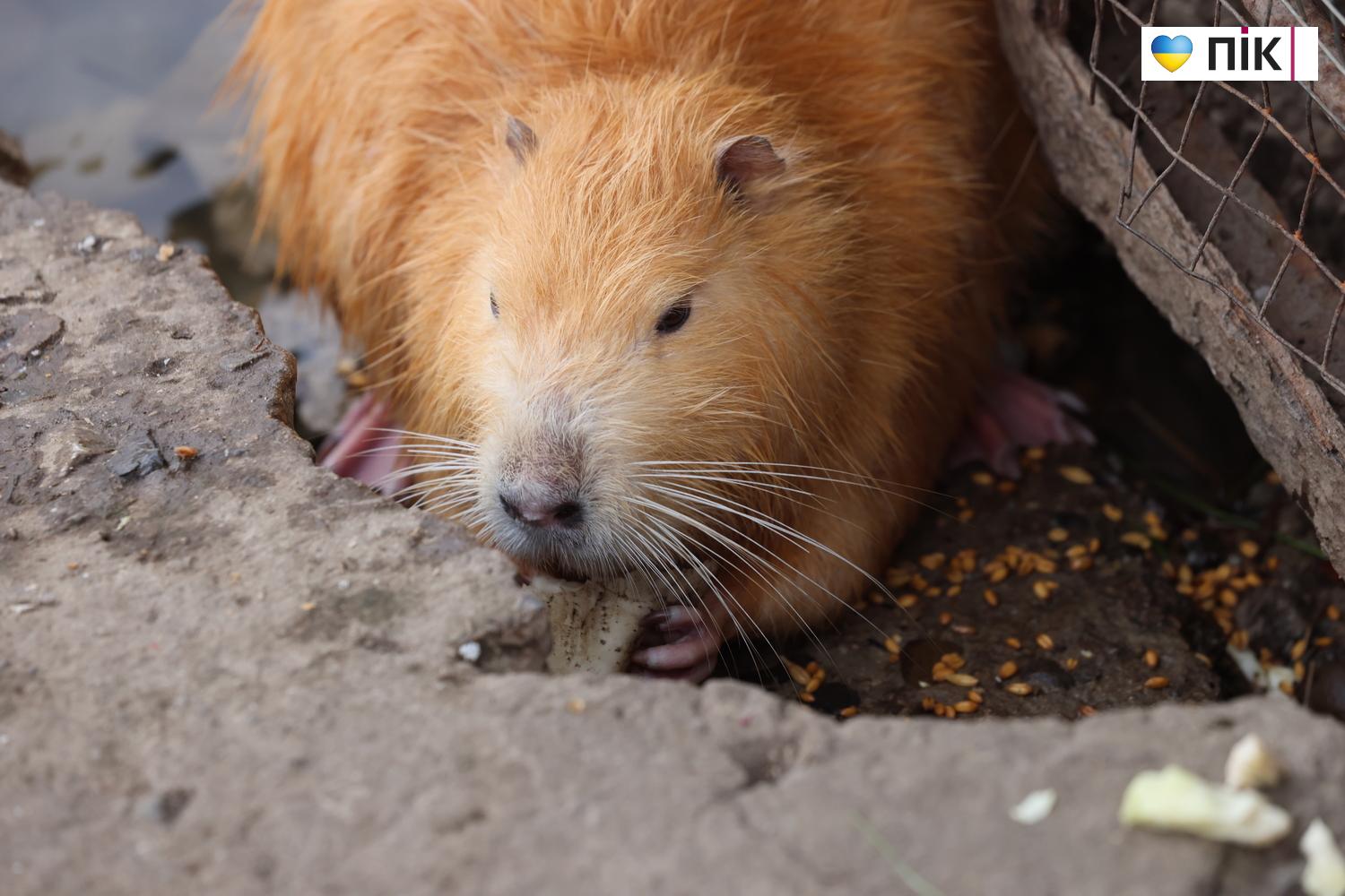 Нутрії: маленькі та великі жителі на міському озері у Франківську (ФОТО) 5 G71A6401 resize