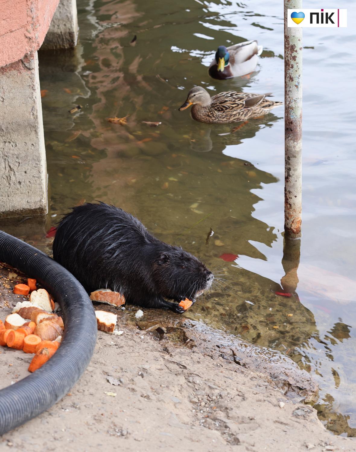 Нутрії: маленькі та великі жителі на міському озері у Франківську (ФОТО) 7 G71A6483 resize
