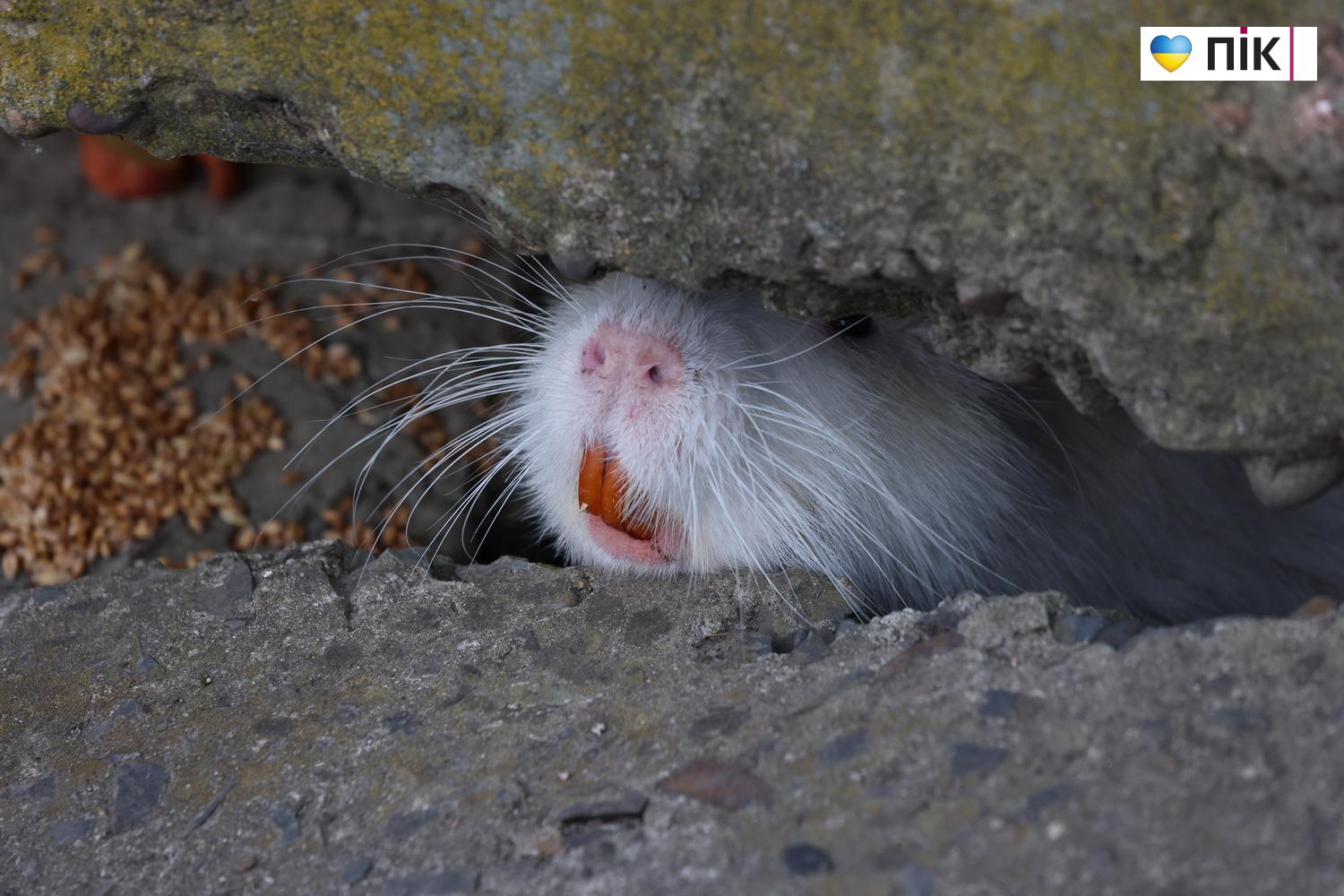 Нутрії: маленькі та великі жителі на міському озері у Франківську (ФОТО) 9 G71A6843 resize