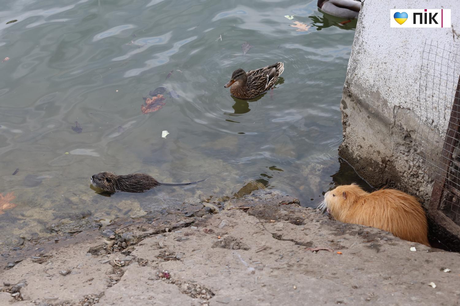 Нутрії: маленькі та великі жителі на міському озері у Франківську (ФОТО) 29 G71A6978 resize