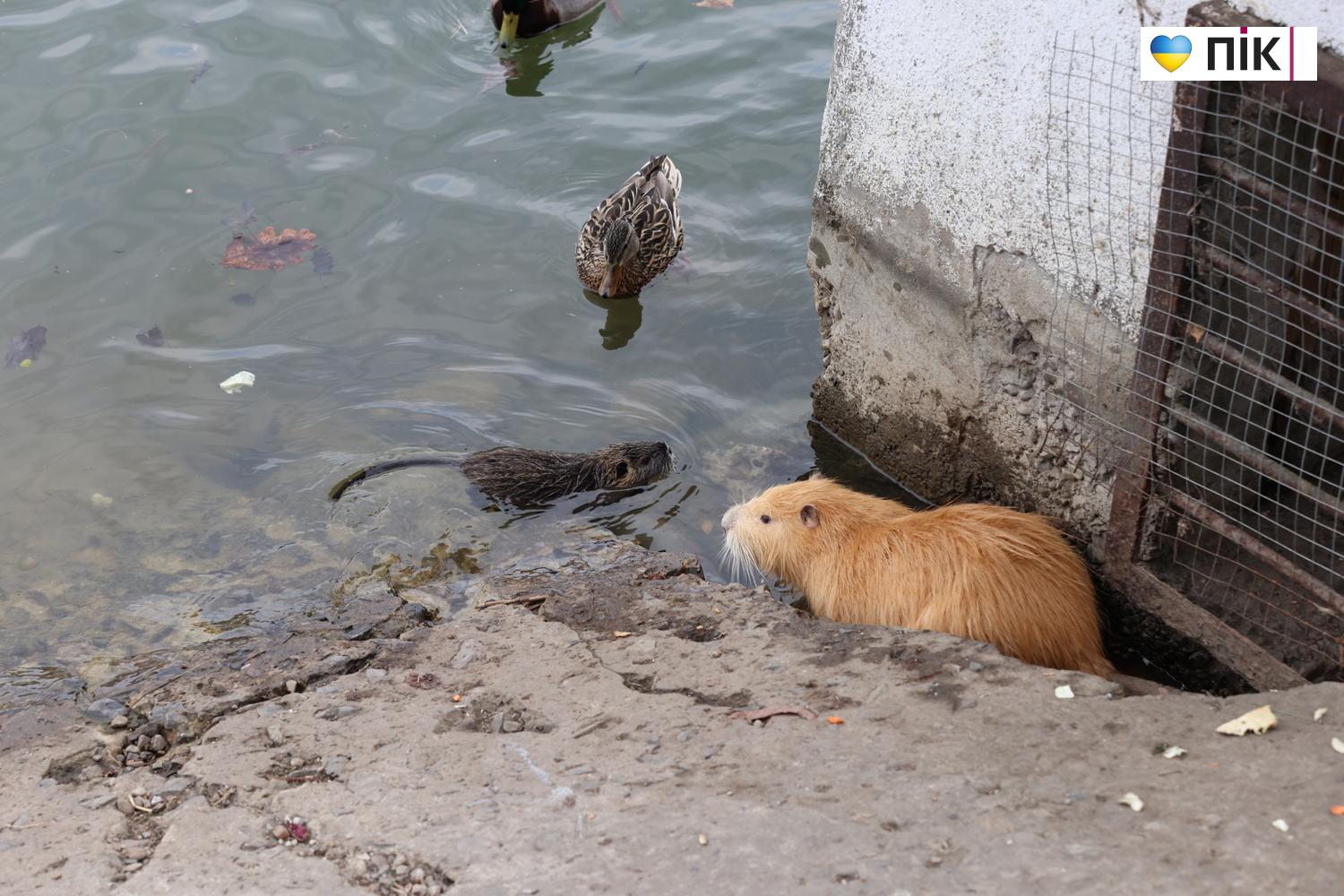 Нутрії: маленькі та великі жителі на міському озері у Франківську (ФОТО) 26 G71A6995 resize