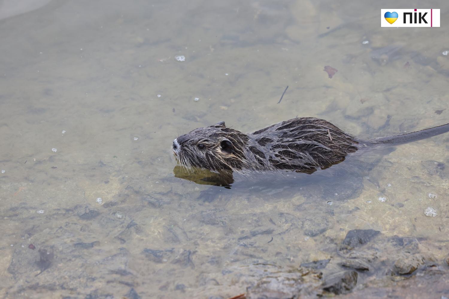 Нутрії: маленькі та великі жителі на міському озері у Франківську (ФОТО) 25 G71A7042 resize