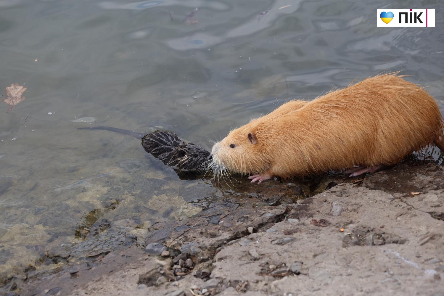 Нутрії: маленькі та великі жителі на міському озері у Франківську (ФОТО) 3 G71A7064 resize
