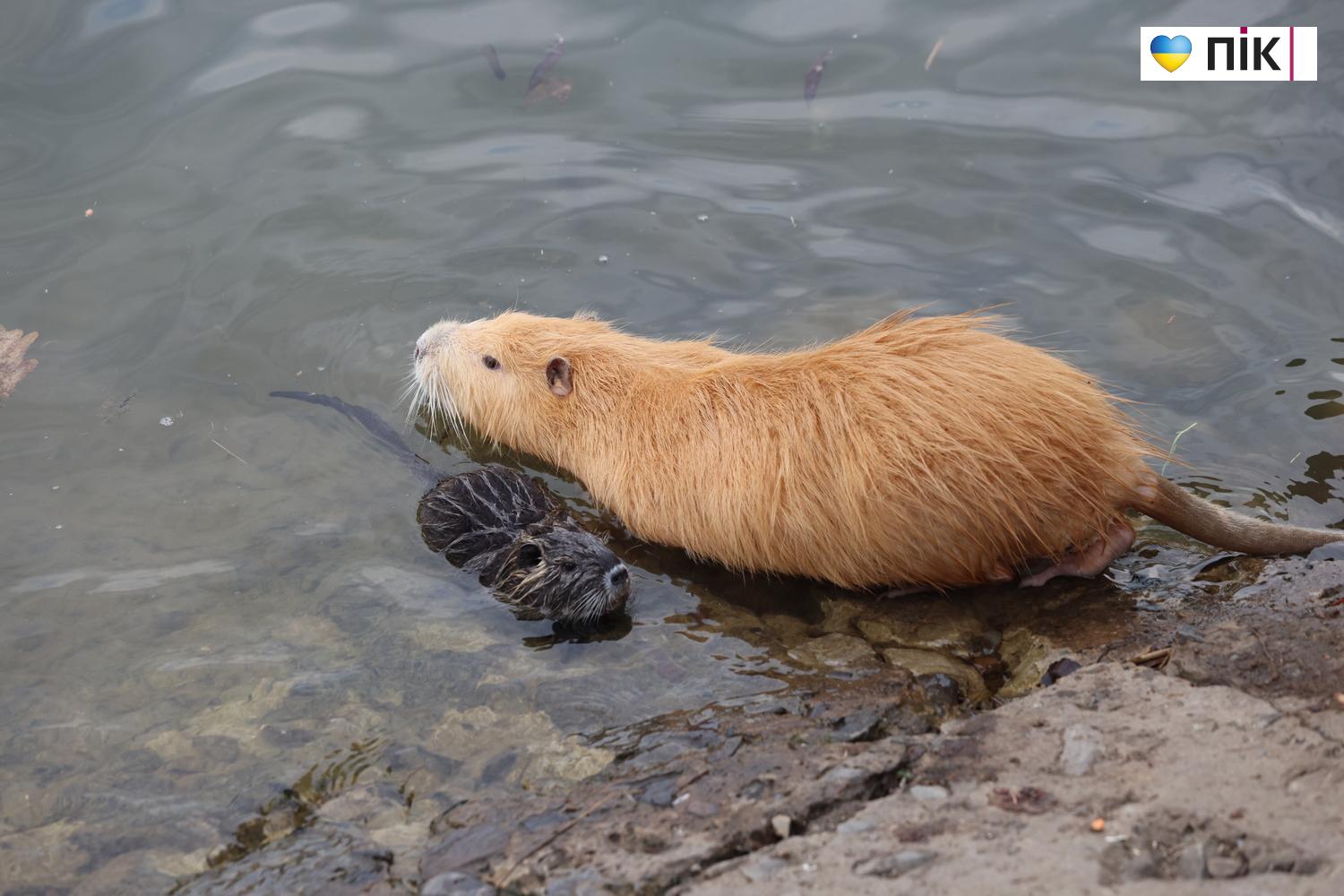 Нутрії: маленькі та великі жителі на міському озері у Франківську (ФОТО) 31 G71A7093 resize