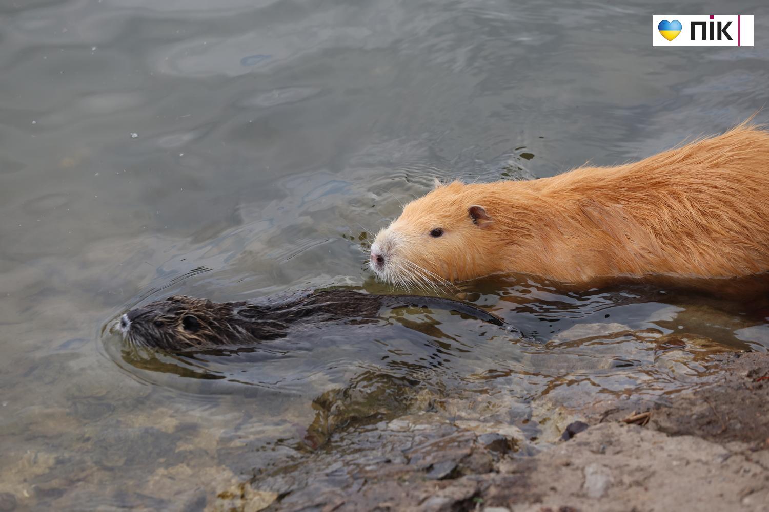 Нутрії: маленькі та великі жителі на міському озері у Франківську (ФОТО) 30 G71A7145 resize