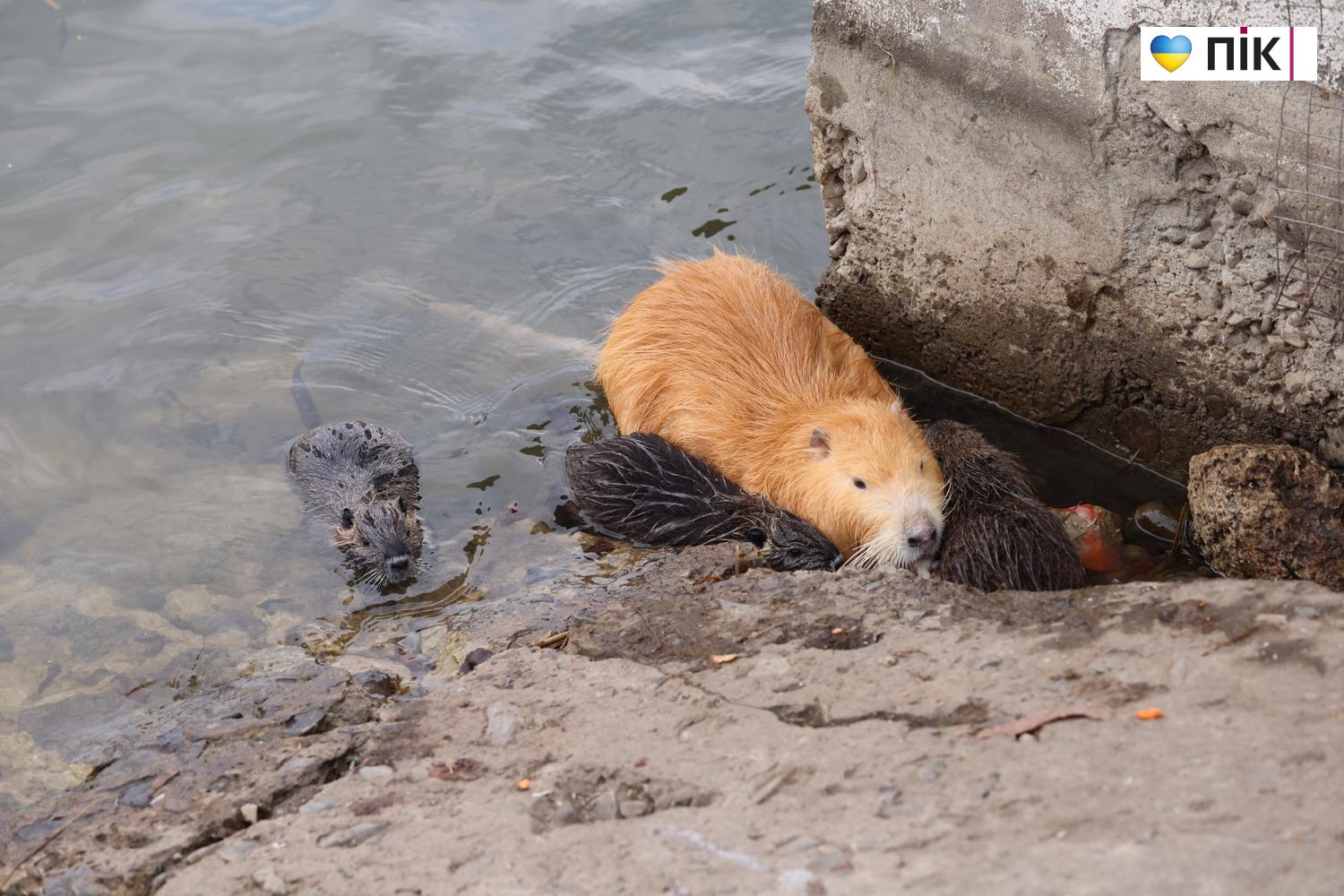 Нутрії: маленькі та великі жителі на міському озері у Франківську (ФОТО) 24 G71A7188 resize
