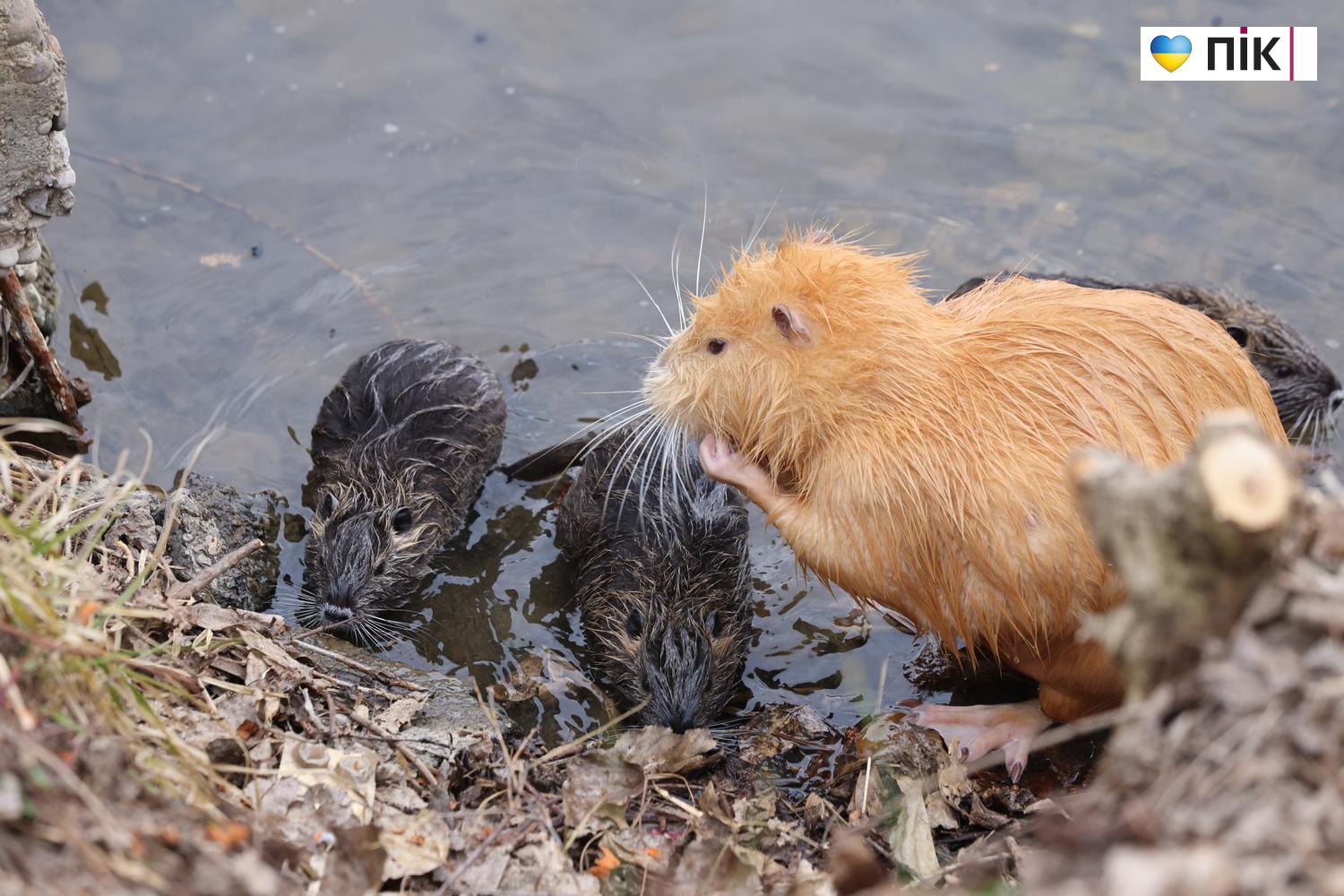 Нутрії: маленькі та великі жителі на міському озері у Франківську (ФОТО) 4 G71A7239 resize