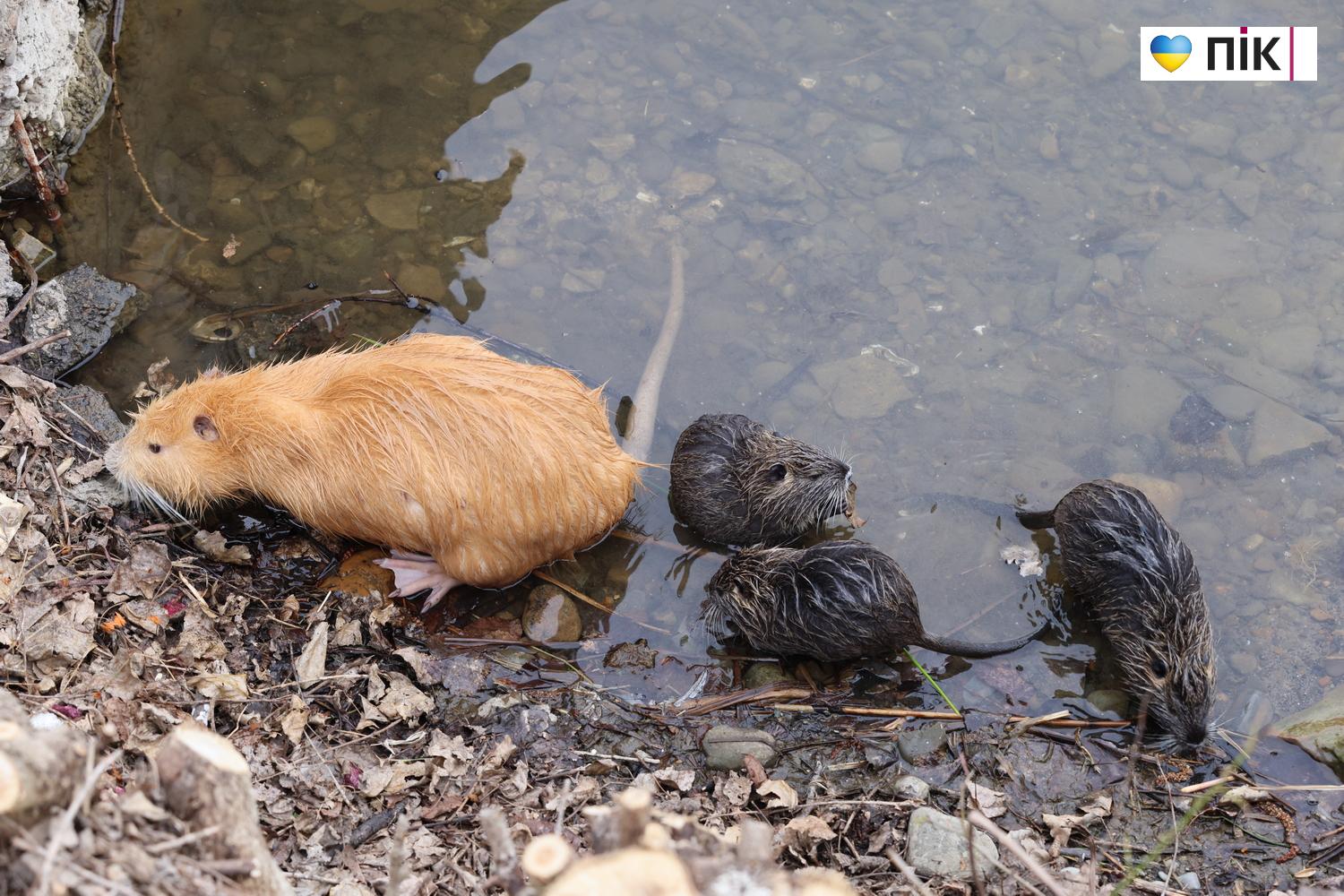 Нутрії: маленькі та великі жителі на міському озері у Франківську (ФОТО) 32 G71A7264 resize