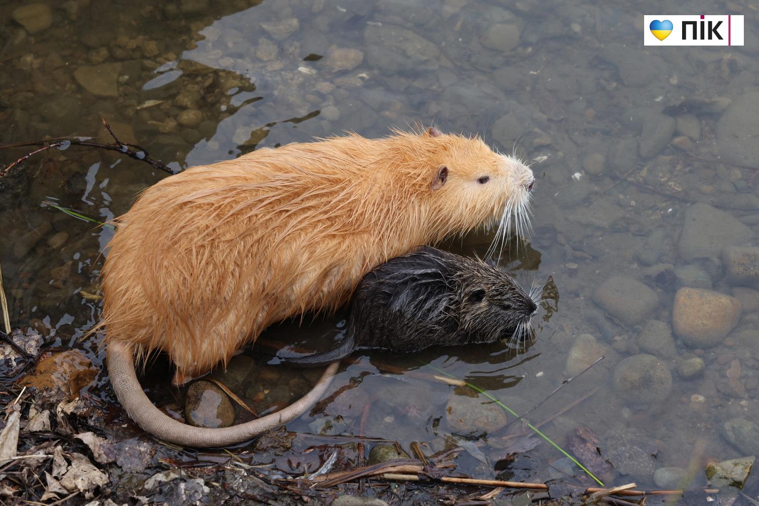 Нутрії: маленькі та великі жителі на міському озері у Франківську (ФОТО) 33 G71A7291 resize