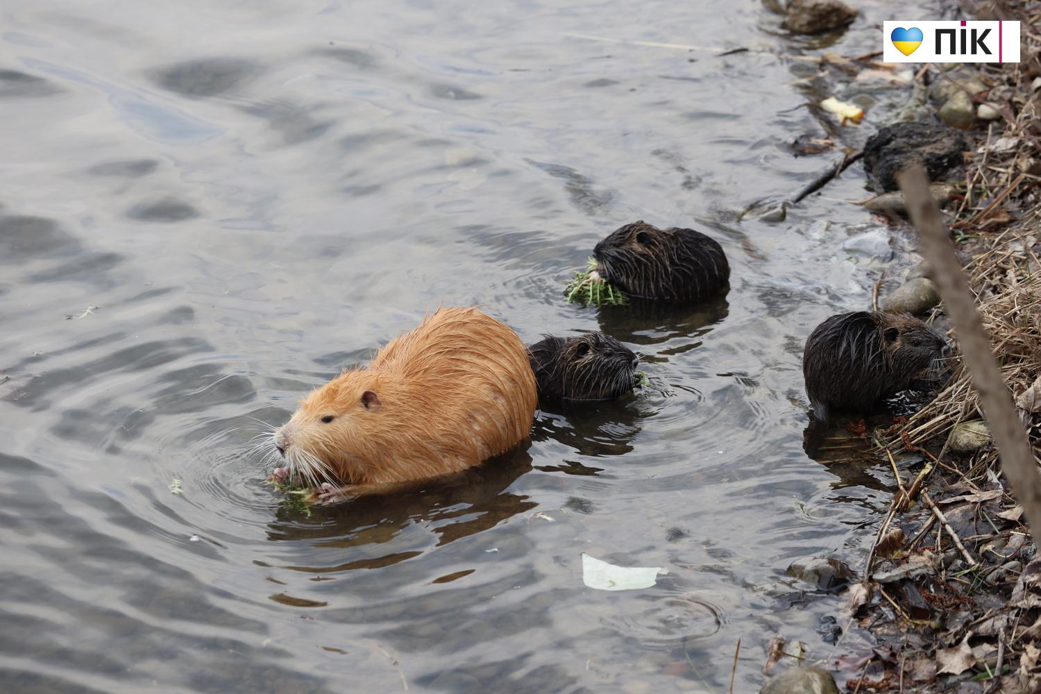 Нутрії: маленькі та великі жителі на міському озері у Франківську (ФОТО) 34 G71A7438 resize